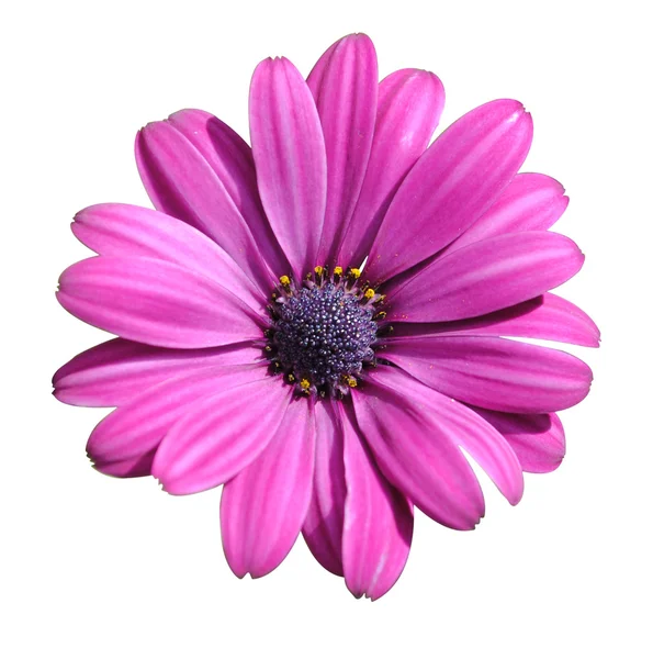 Lilac daisy — Stock Photo, Image