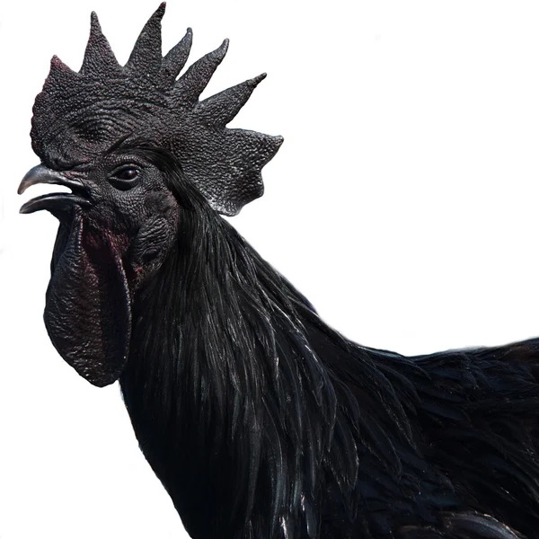 Negro polla sobre un fondo blanco —  Fotos de Stock