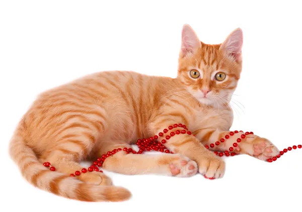 Gatto rosso — Foto Stock