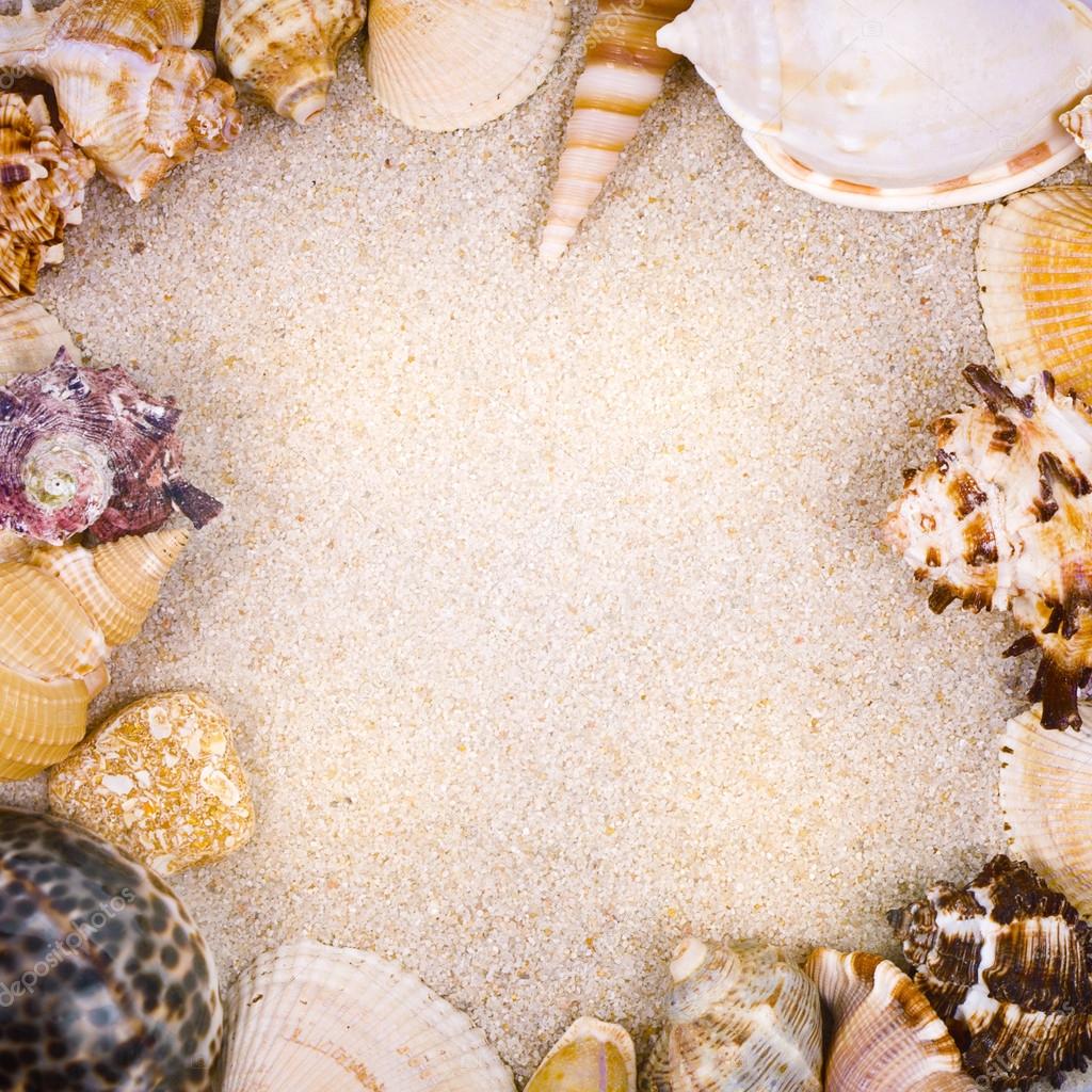 Sea shells with sand as background