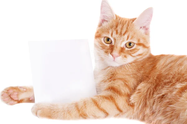 一张白纸的姜猫 — 图库照片