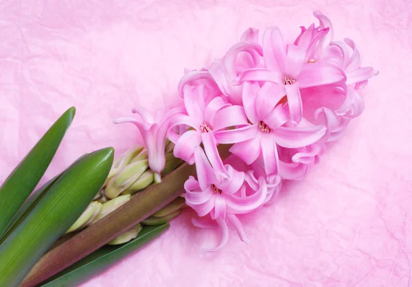 Giacinto rosa fiorito su fondo chiaro — Foto Stock
