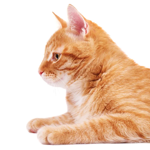 Röd katt i profil — Stockfoto