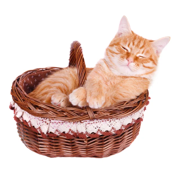 Sepette-kurnaz öldü