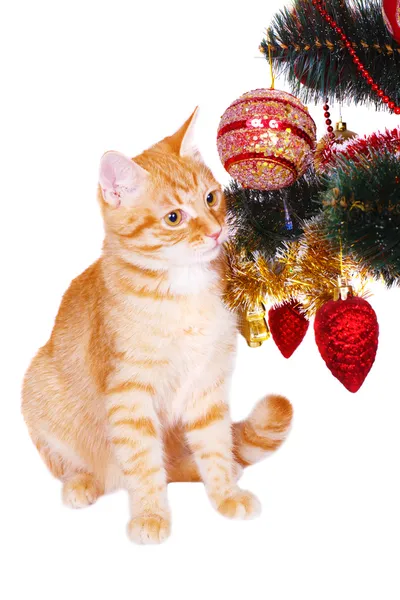 Gatto rosso vicino ai rami dell'albero di Natale — Foto Stock