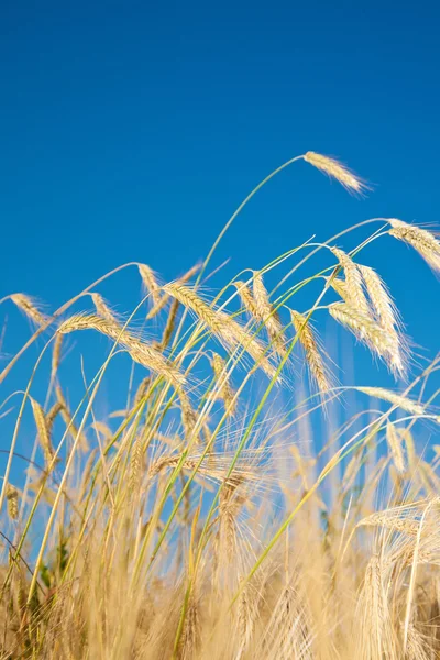 Câmpul de grâu și cerul albastru — Fotografie, imagine de stoc