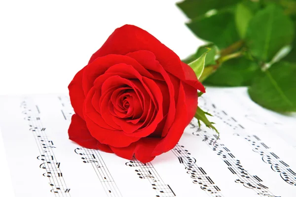 Rosa y hojas de música, aisladas en blanco —  Fotos de Stock