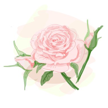 Pembe gül buketi. vektör resim.