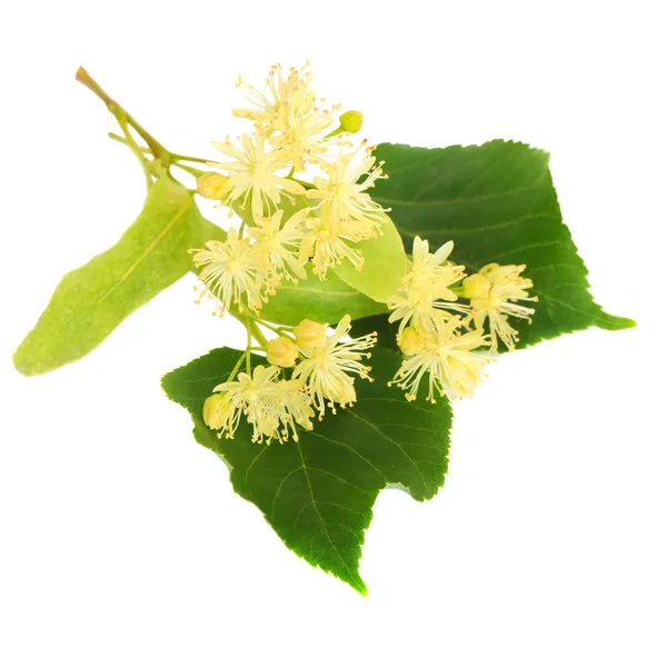 Flores de tília em um fundo branco — Fotografia de Stock