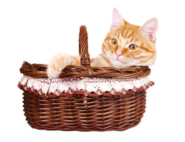 rad bascket oturan kedi