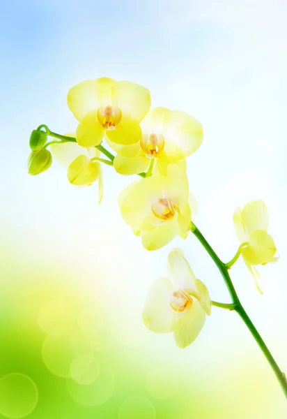 Gelbe Orchidee auf natürlichem blauen Hintergrund — Stockfoto