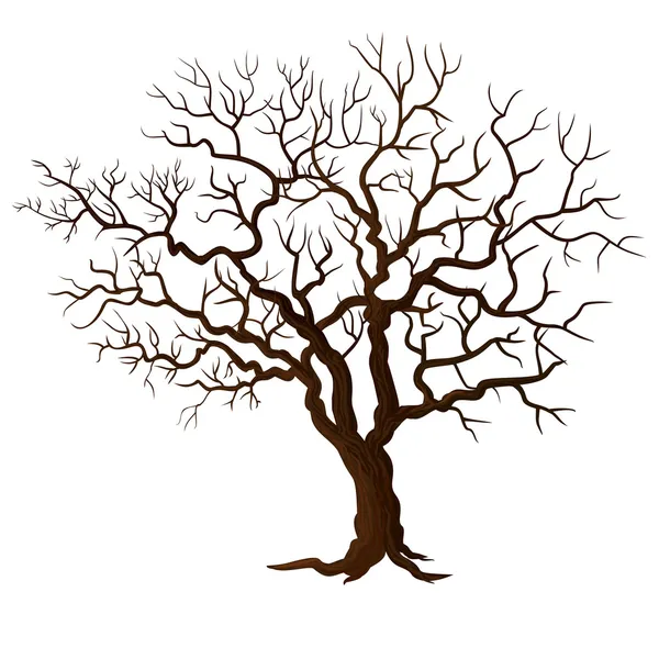 Árbol sin hojas aisladas en blanco — Vector de stock