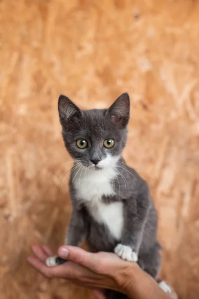 Kitten Breed Female Hands Cute Fluffy Grey Cat — Foto Stock