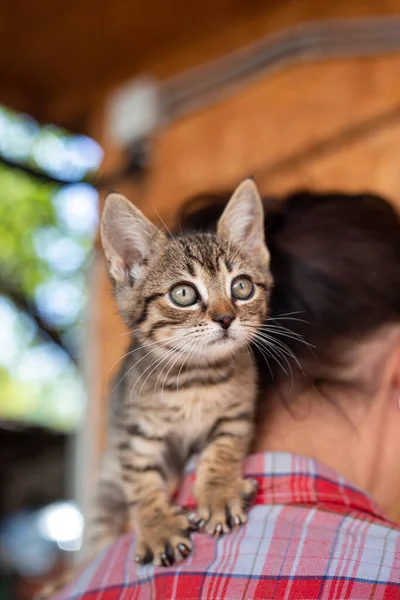 Kitten Breed Neck Cute Fluffy Striped Cat — Foto Stock