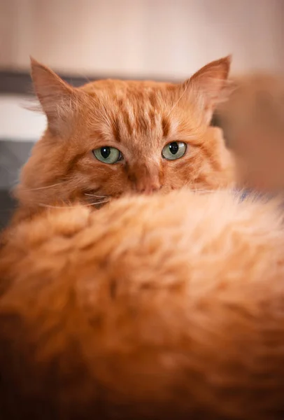 Hermoso gato rojo adulto acostado en la cama. — Foto de Stock