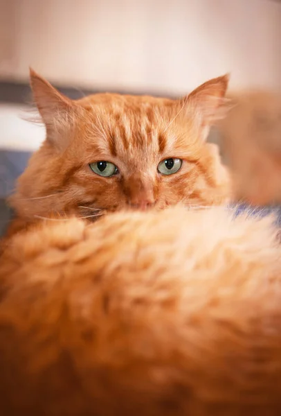 Красивый Взрослый Красный Кот Лежит Кровати Крупным Планом — стоковое фото