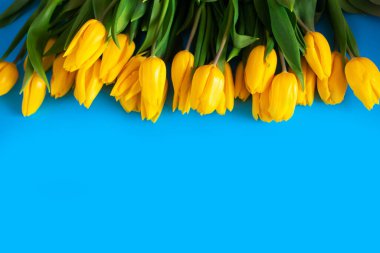 Mavili sarı laleler. Güzel çiçek arkaplanı. Aynı zamanda Ukrayna 'nın sembolü..