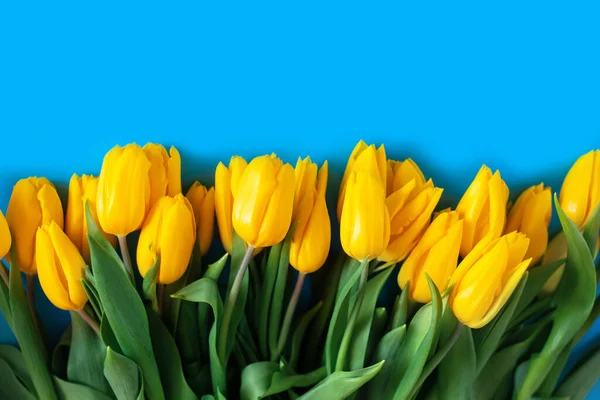 Желтые тюльпаны на голубом. Красивый цветочный фон. Также символ Украины. — стоковое фото