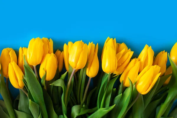 Tulipanes amarillos sobre un azul. Hermoso fondo floral. También un símbolo de Ucrania. —  Fotos de Stock