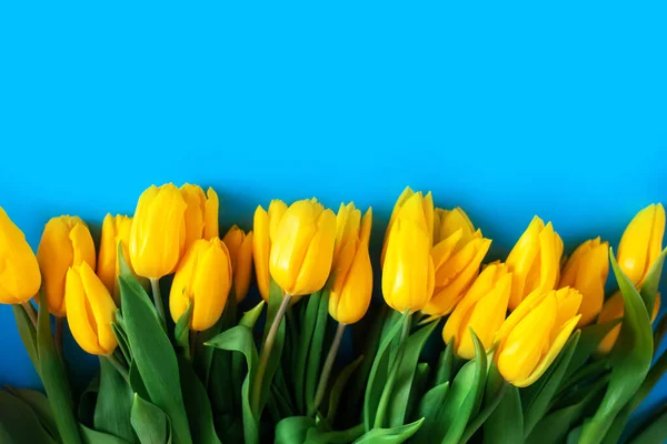 Желтые Тюльпаны Синем Фоне Красивый Цветочный Фон Символ Украины — стоковое фото