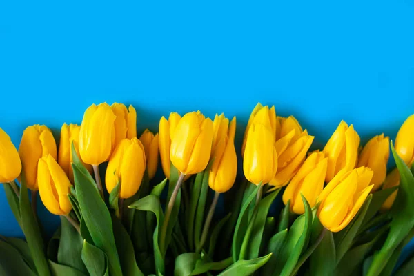 Желтые Тюльпаны Синем Фоне Красивый Цветочный Фон Символ Украины — стоковое фото