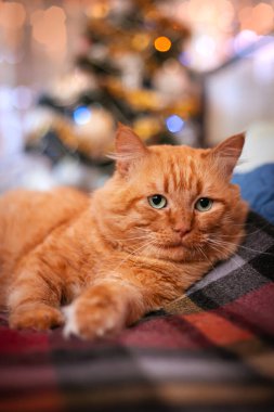 Yetişkin kırmızı bir kedi Noel ağacının arka planında. Kış tatili. Yüksek kalite fotoğraf