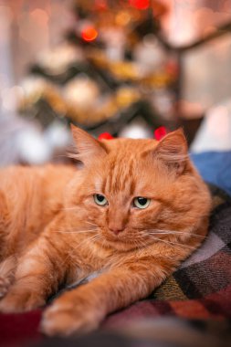 Yetişkin kırmızı bir kedi Noel ağacının arka planında. Kış tatili. Yüksek kalite fotoğraf