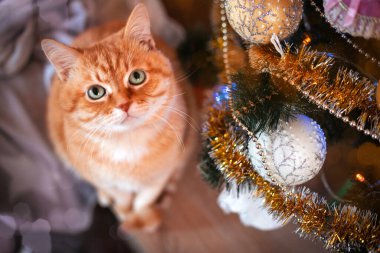 Yetişkin kırmızı bir kedi Noel ağacının arka planında. Kış tatili. Yüksek kalite fotoğraf
