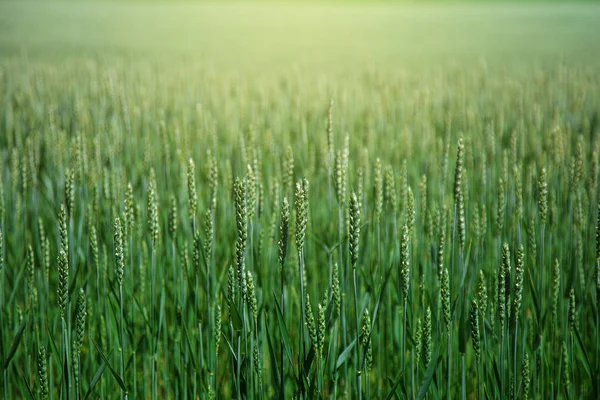 Grönt Vetefält Våren Eller Sommaren Bra Väder Vackert Landskap Högkvalitativt — Stockfoto