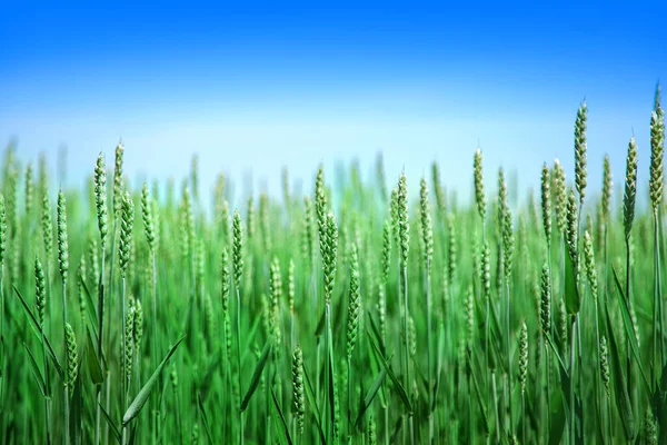 Campo Grano Verde Primavera Estate Bel Tempo Bel Paesaggio Foto — Foto Stock