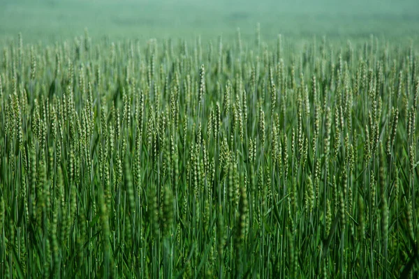 Grönt Vetefält Våren Eller Sommaren Bra Väder Vackert Landskap Högkvalitativt — Stockfoto