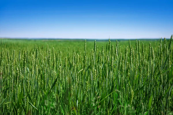 Grönt Vetefält Våren Eller Sommaren Bra Väder Vackert Landskap Högkvalitativt — Stockfoto