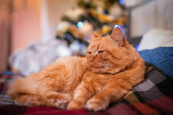 Дорослий Червоний Кіт Вдома Тлі Ялинки Зимовий Відпочинок Високоякісна Фотографія — стокове фото