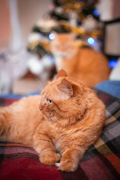 An adult red cat at home against the background of a Christmas tree. The winter holidays. High quality photo