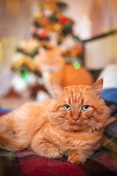 Yetişkin Kırmızı Bir Kedi Noel Ağacının Arka Planında Kış Tatili — Stok fotoğraf