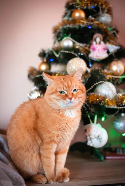 Yetişkin Kırmızı Bir Kedi Noel Ağacının Arka Planında Kış Tatili — Stok fotoğraf