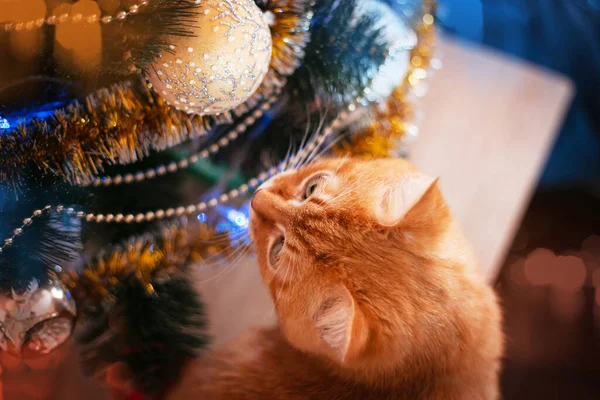 クリスマスツリーを背景に 自宅で大人の赤い猫 冬休み 高品質の写真 — ストック写真