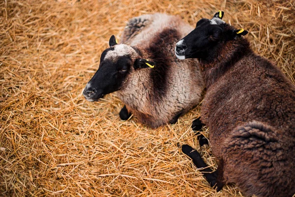 Sheep in a barn on straw. Animal husbandry and farming. High quality photo
