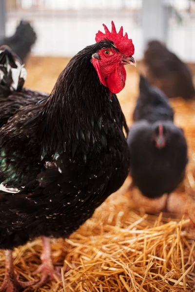 Chickens in a barn on stChickens in a barn on straw. Poultry breeding and farming.raw. Poultry breeding and farming. High quality photo