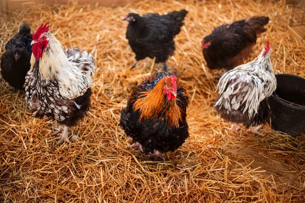 Ahırdaki Tavuklar Samanlıktaki Tavukların Üzerinde Kümes Hayvanları Yetiştiriciliği Çiftçilik Kümes — Stok fotoğraf