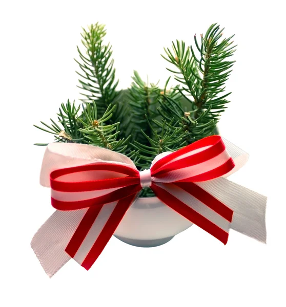 Fir-tree — Stock Photo, Image