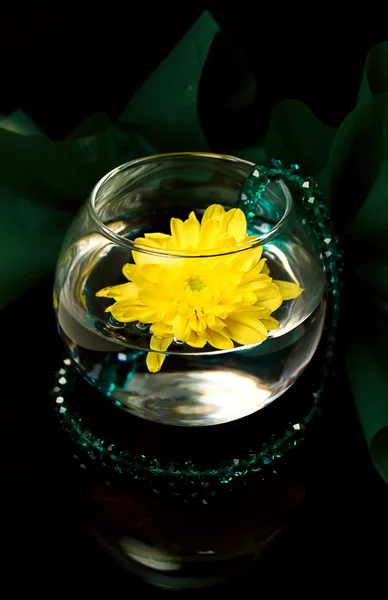 Emerald chrysanthemum — Stock Photo, Image