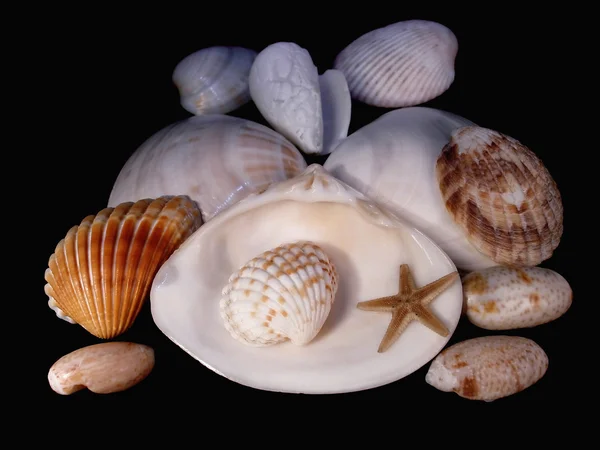 Lodges of mollusks — Stock Photo, Image