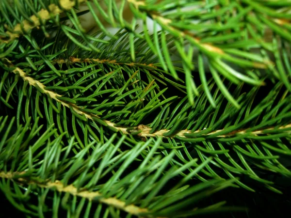 Branches fir-tree — Stock Photo, Image