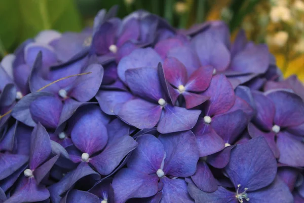 Mavi bir ortanca çiçekleri — Stok fotoğraf