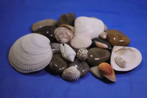 Sinks of mollusks — Stock Photo, Image