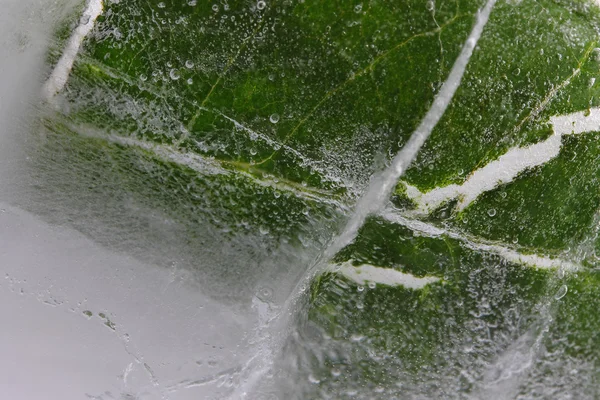 Folha verde e gelo — Fotografia de Stock