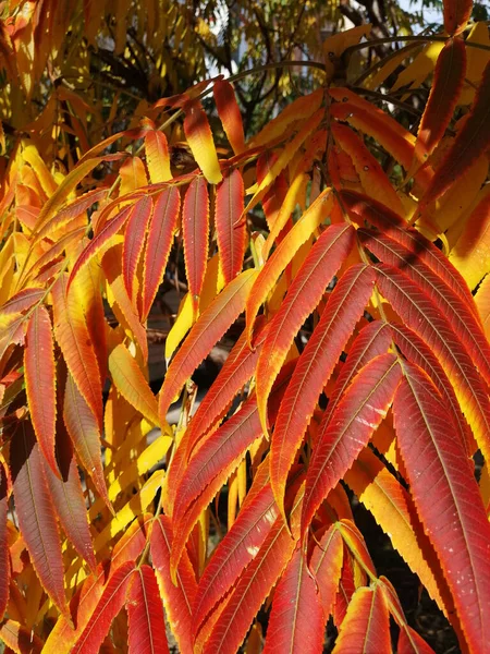 Rood Gele Bladeren Herfst Geelachtige Boom — Stockfoto