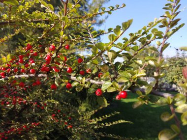 Kırmızı çilek çalısı. Çiçek yatakları için bitki