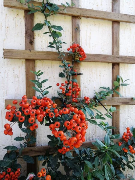 Bagas Piracantha Para Jardim Horta — Fotografia de Stock